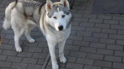 Reinrassiger Husky Rüde sucht attraktives Husky Weibchen zum Decken