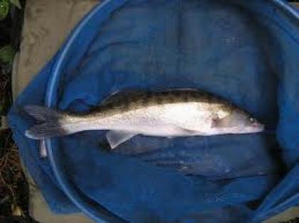 Zander Sander lucioperca