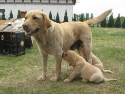 Labrador Welpen