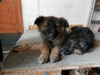 Süße Australien Shepard mix
