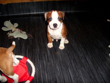 Staffordshire Bullterrier Welpen Reinrassig