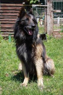 Belgische Schäferhunde Tervueren FCI