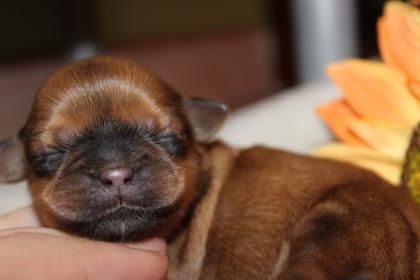 Jungs kommen uns nicht ins Körbchen - Traumhafte Shih Tzu Welpen