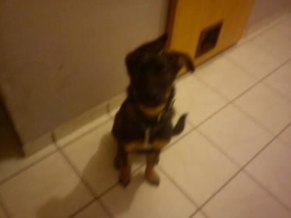 Hund abzugeben