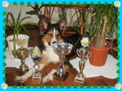 Australian Shepherd Border Collie mix/erwartet Damenbesuch