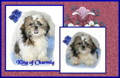 Shih Tzu Jungtiere