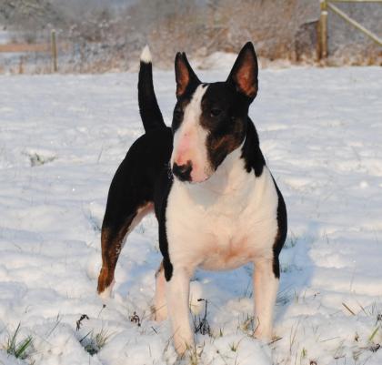 Miniature Bullterrier Welpen FCI/VDH Pll frei