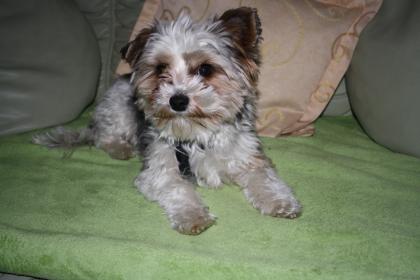 Biewer Yorkshire Terrier