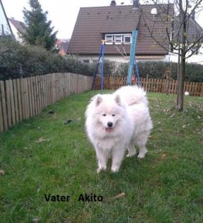 Samojedenwelpen