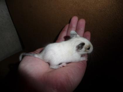 Degu Superschecke - Blauträger männlich