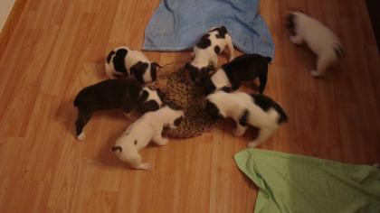 Süße franz. Bulldoggen suchen ein neues zuhause