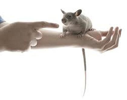 Gambianische Riesenhamsterratten