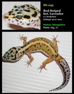 Wundschönes Red Striped Weibchen Leopardgecko im Raum Offenbach abzugeben.
