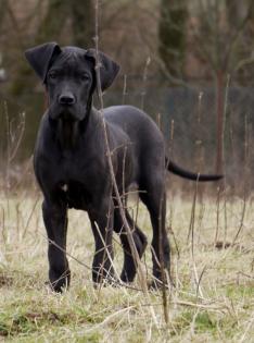 Deutsche Dogge, Doggenwelpe, Hündin schwarz m. P.