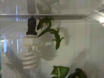 2 Phelsuma madagascariensis grandis - Madagaskar Taggecko
