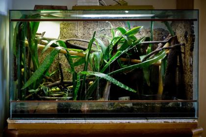 Großes Tropen-Terrarium all inclusive abzugeben