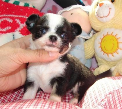 Reinrassiger Langhaar Chihuahua Welpen mit Papieren zu verkaufen