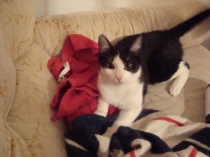 Katzenkind 8 Monate alte Katze abzugeben Geimpft Entwurmt