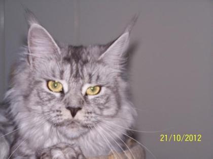 Bildhübsche Maine Coon Poly Dame
