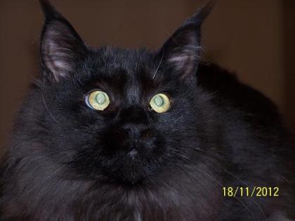 Silver tabby girl Kater in black