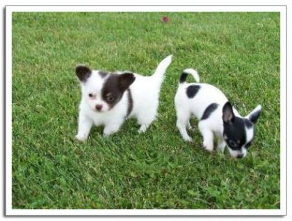 Chihuahua Welpen mit VDH/FCI Papieren