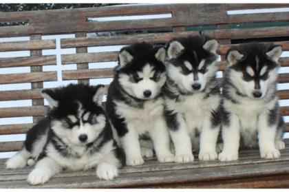 Süße Huskybabys abzugeben.