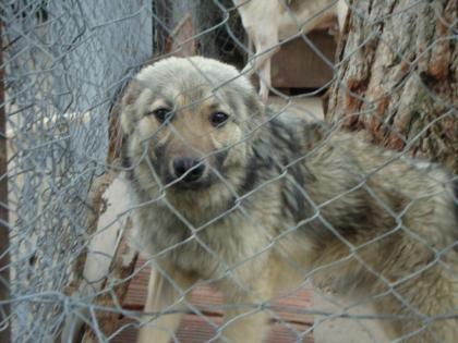 Capper, ein Mix-Rüde wurde ca. im Februar 2021 in Serres geboren.