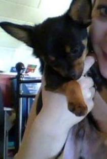 Chihuahua sucht nette Familie