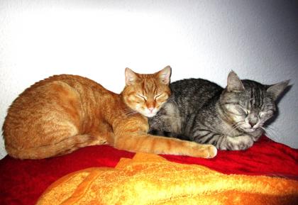 Suche neues liebevolles Zuhause für 2 wundervolle Katzen