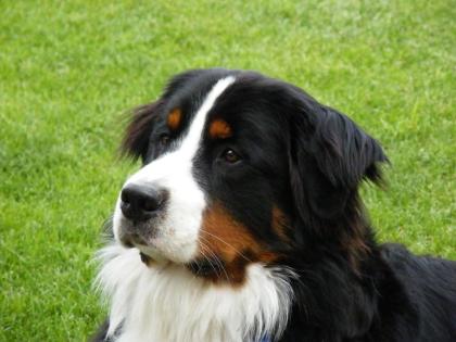 DECKRÜDE Berner Sennenhund - Kein Verkauf