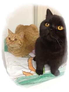 Hübscher, sehr braver schwarzer BKH Kater sucht neues Zuhause
