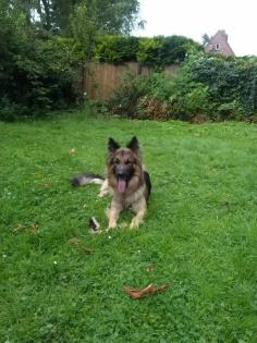 2J. altdeutscher Schäferhund Rüde