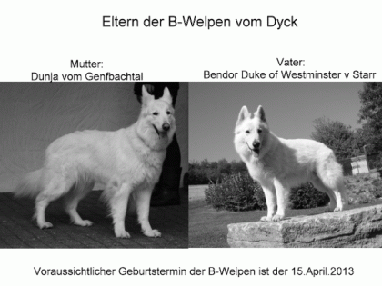 Wurferwartung weisse Schäferhund-Welpen vom Dyck