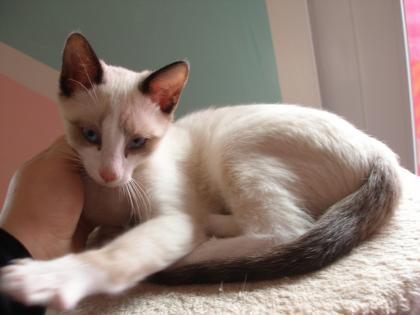 Siam Thai Katzenbays zuchen einen schmuse Partner