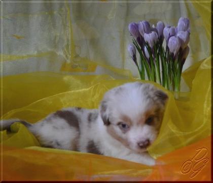Australian Shepherd Welpen mit ASCA Papieren