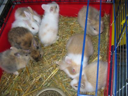 Löwenköpfchen für unbegrenzte Kuschelstunden
