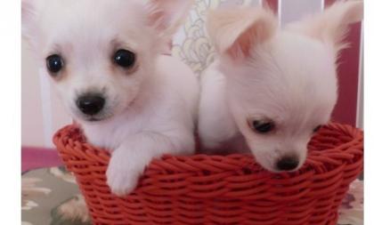 CHIHUAHUA-Welpen, Rüden Hündinnen, mit Ahnentafel