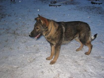Treuer Schäferhund sucht neue Besitzer