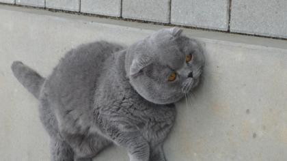 BKH Deckkater