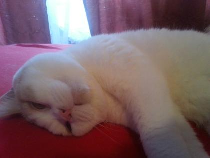 Süße BKH Katze abzugeben 1 Jahr alt