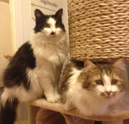 2 liebevolle Norweger-Mix Männchen Weibchen