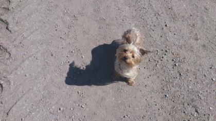 Liebe Yorkshire Terrier Hündin zu verkaufen