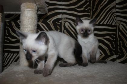 Zwei Siam Kitten / Babykatzen zu verkaufen