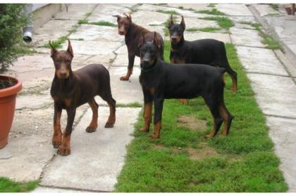 Typvolle und wesensfeste Dobermannwelpen aus Hausaufzucht