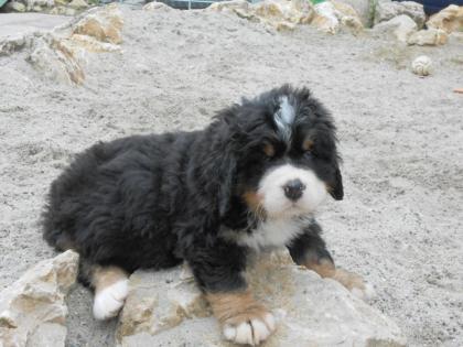 Reinrassige Berner-Sennenhund-Welpen mit Papieren