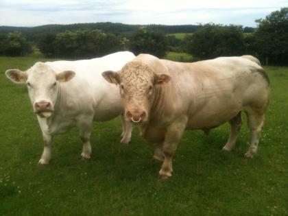 Top Charolais Deckbullen zu vermarkten