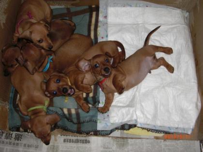 Wunderschöne Dackel Babys suchen liebevolles Zuhause