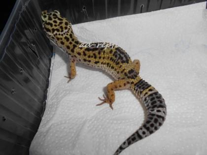 0, 1 Leopardgecko aus 2021