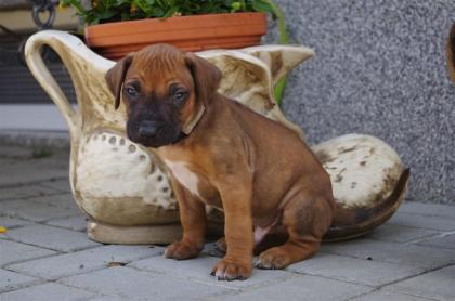 Sie wollen das Besondere - Unsere Ridgeback Welpen haben es