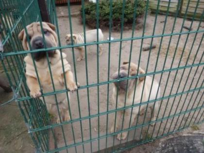 Shar Pei Welpen mit Papieren